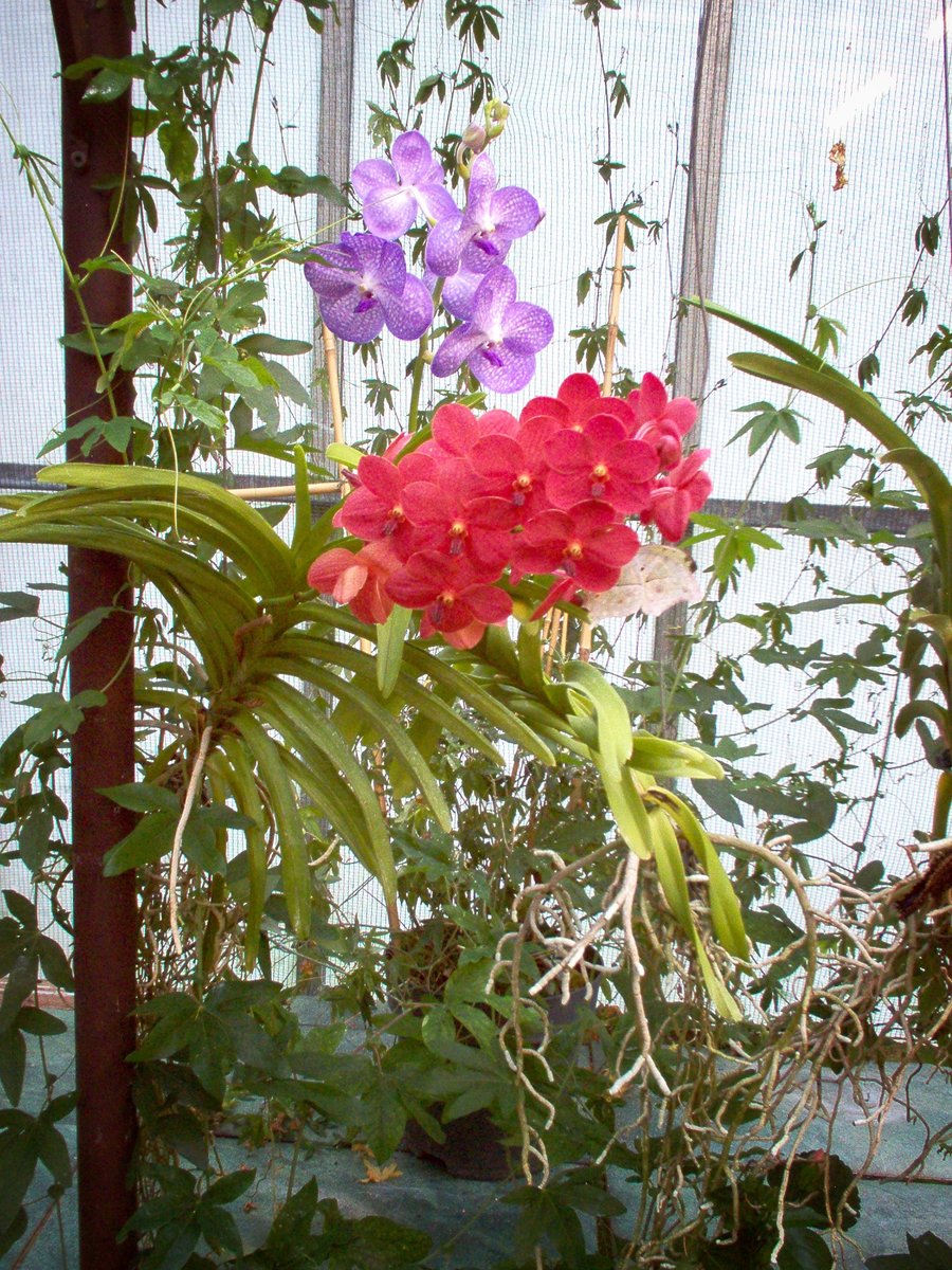 Vlindertuin