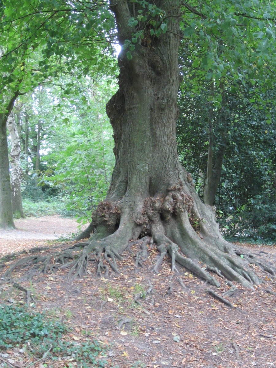 Hunebedcentrum – Borger, Drente