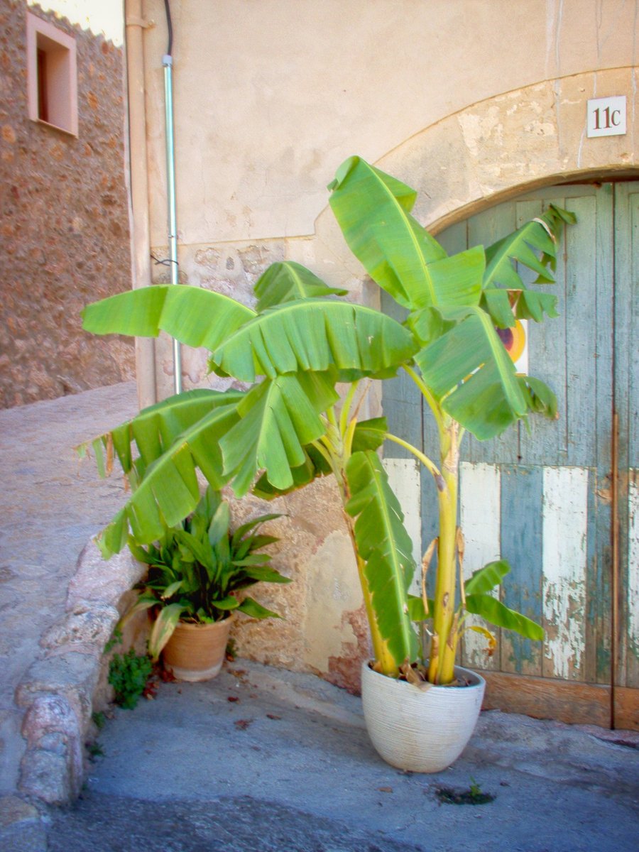Fornalutx - Mallorca