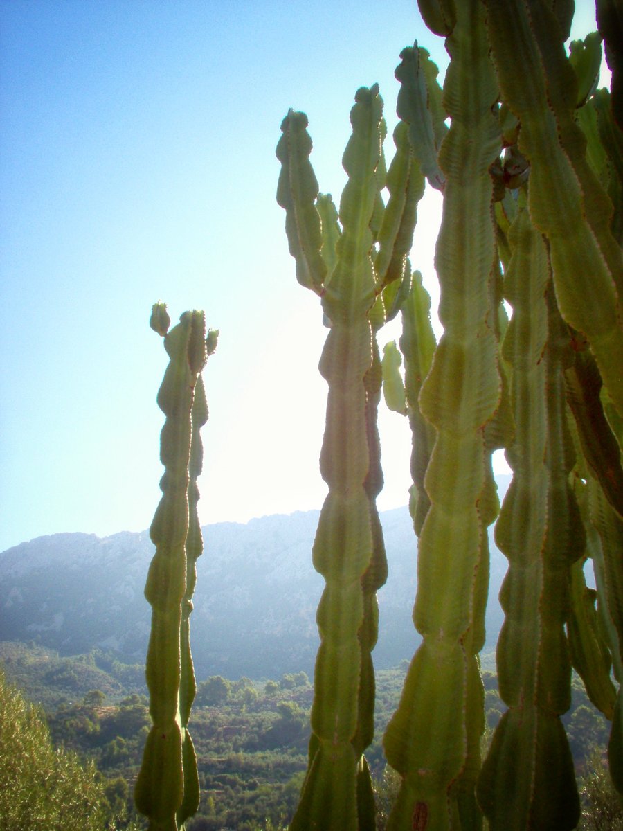 Fornalutx - Mallorca