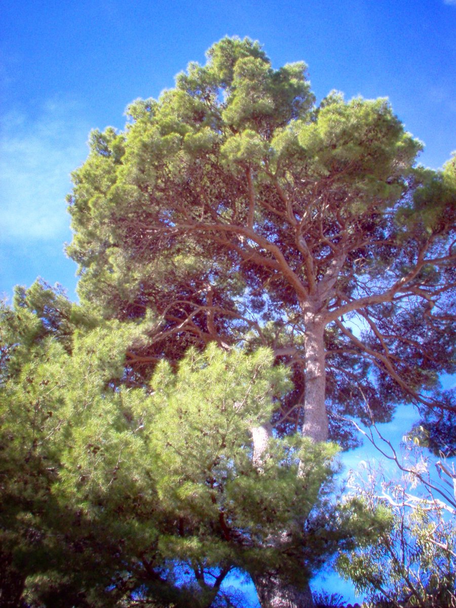 Valldemossa - Mallorca